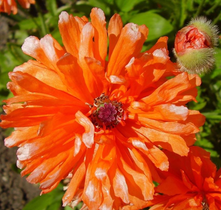Papaver Fireball