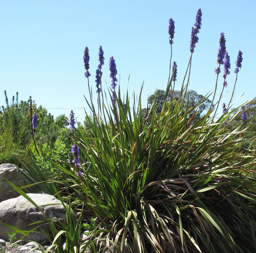 Aristea Capitata