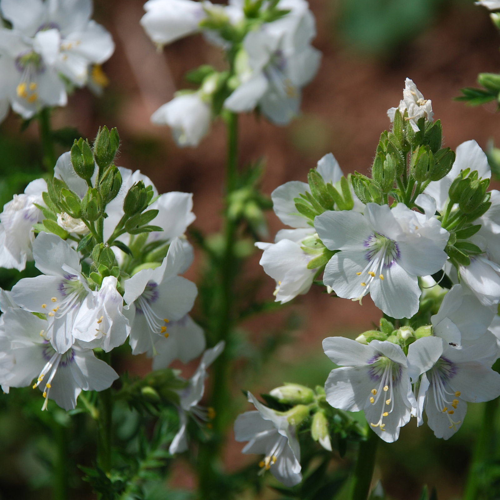 Polemonium Caeruleum Alba