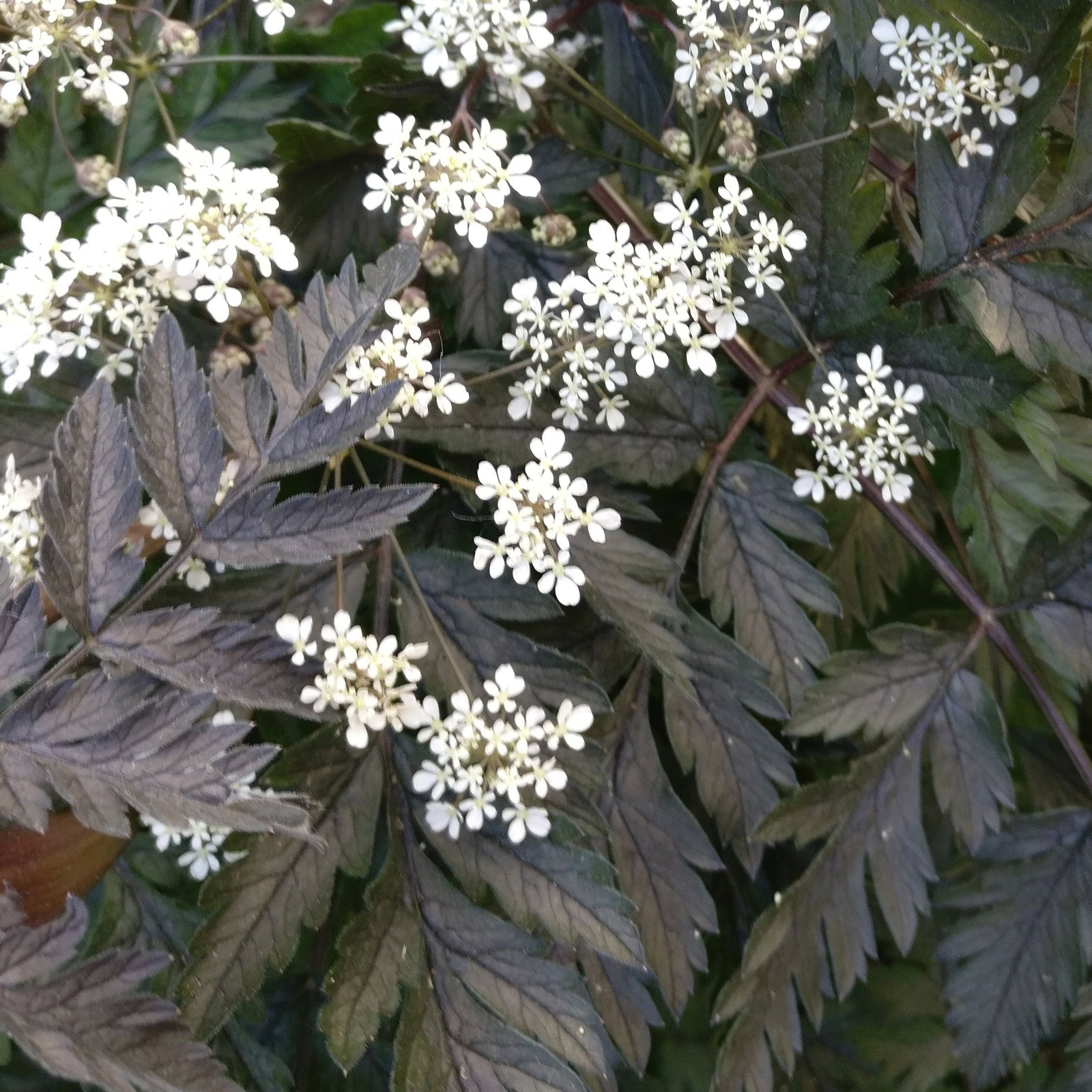Anthriscus Sylvestris Sq