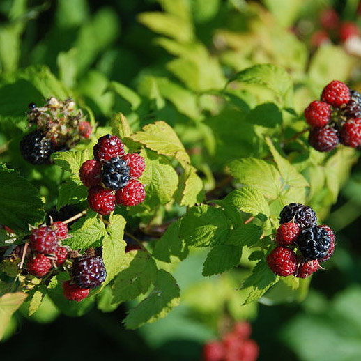800Px Black Raspberries