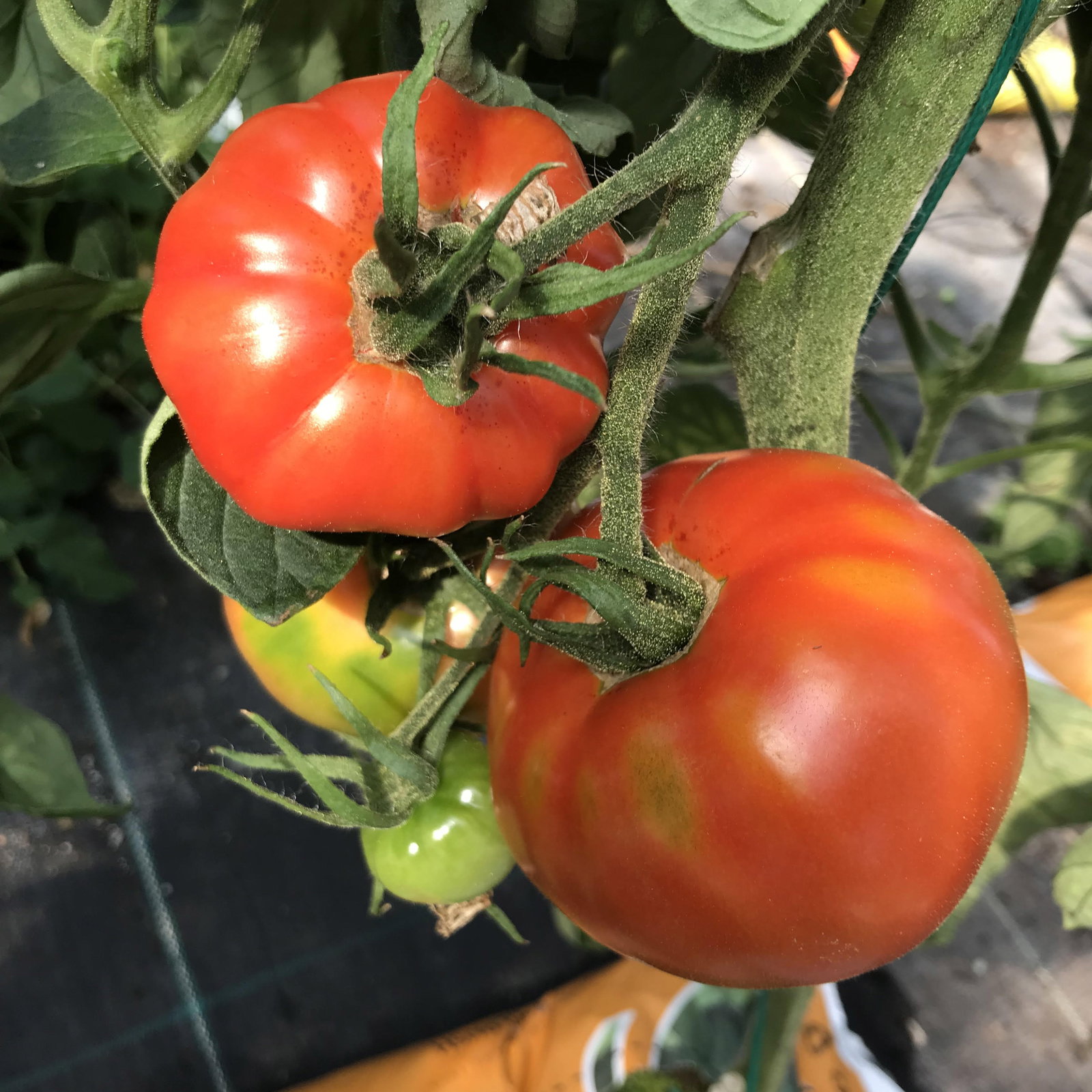 Pritchards Scarlet