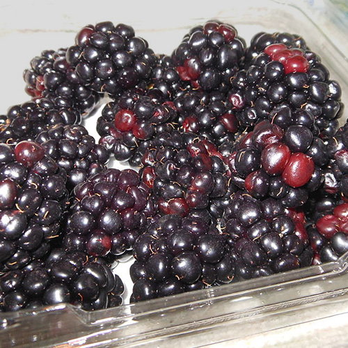 Black Raspberries1