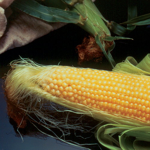 Sweet Corn Incredible
