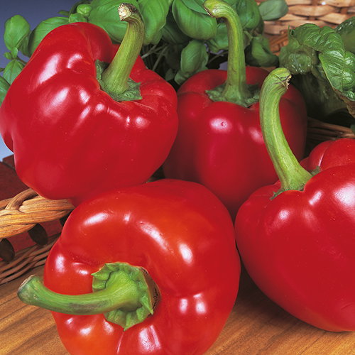 Pepper F1 Beauty Bell