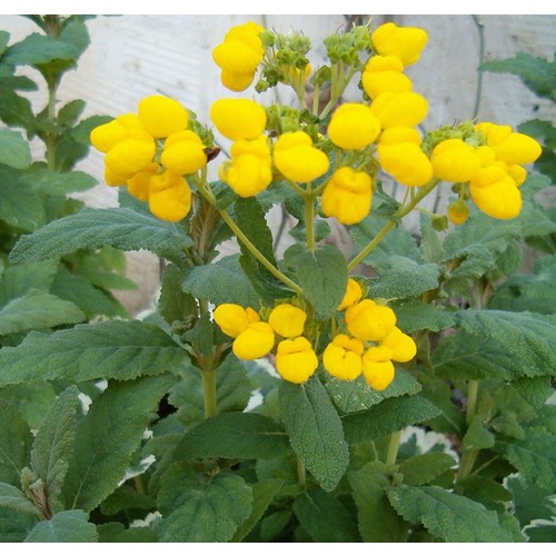 Calceolaria Intergrifolia