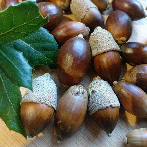 Quercus Ilex