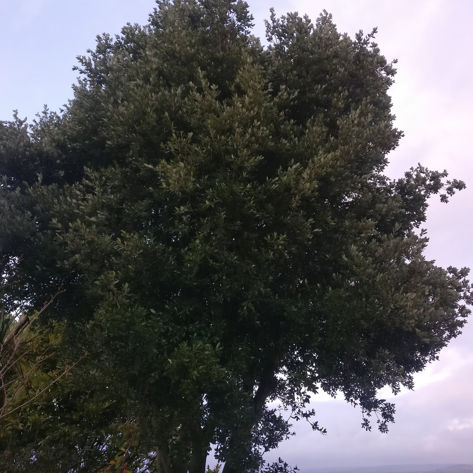 Quercus Ilex