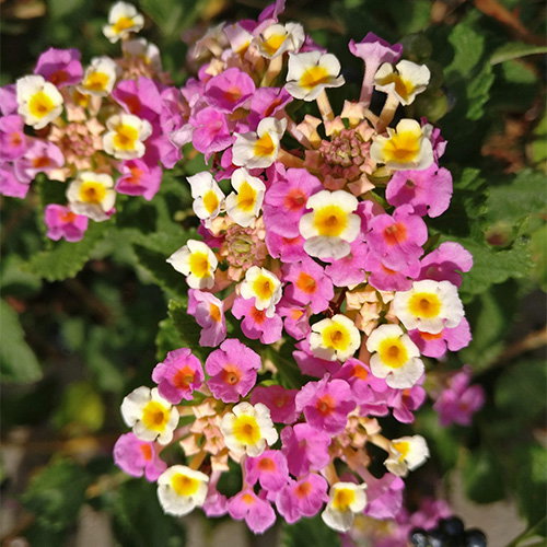 Lantana Camara