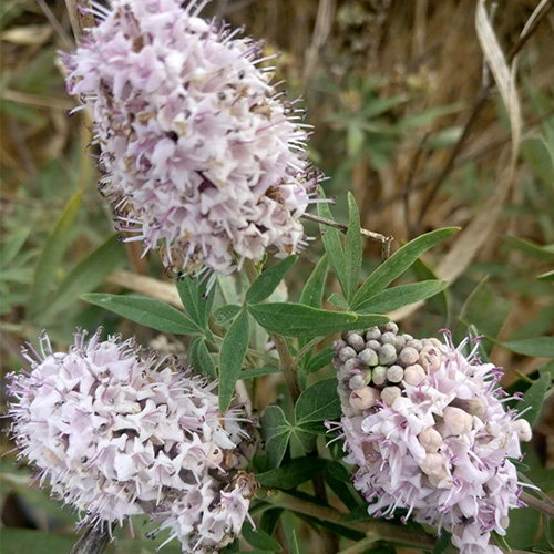 Vitex Agnus Castus Pink Icing