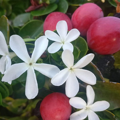 Carissa Macrocarpa Kos