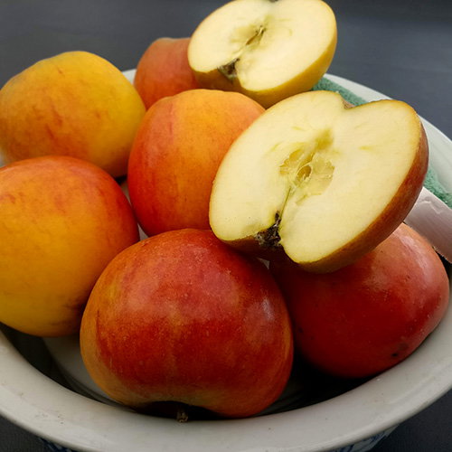 Apple Summer Gold