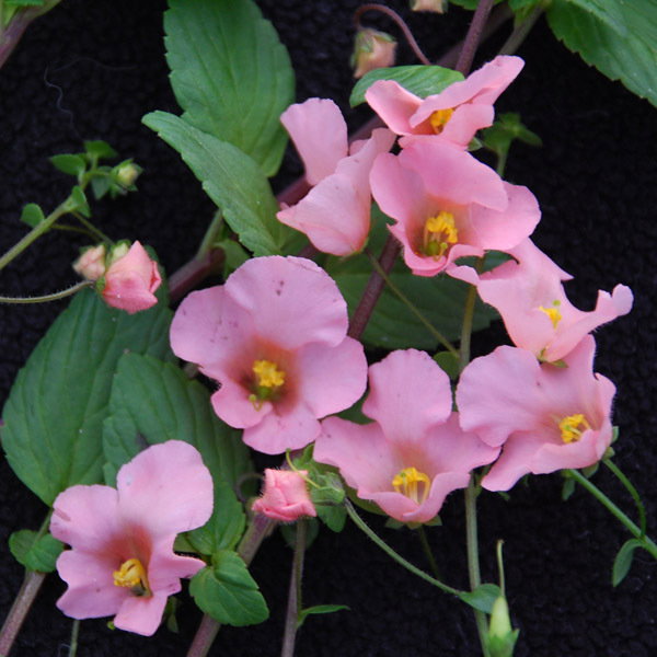 Alonsoa Pink Beauty