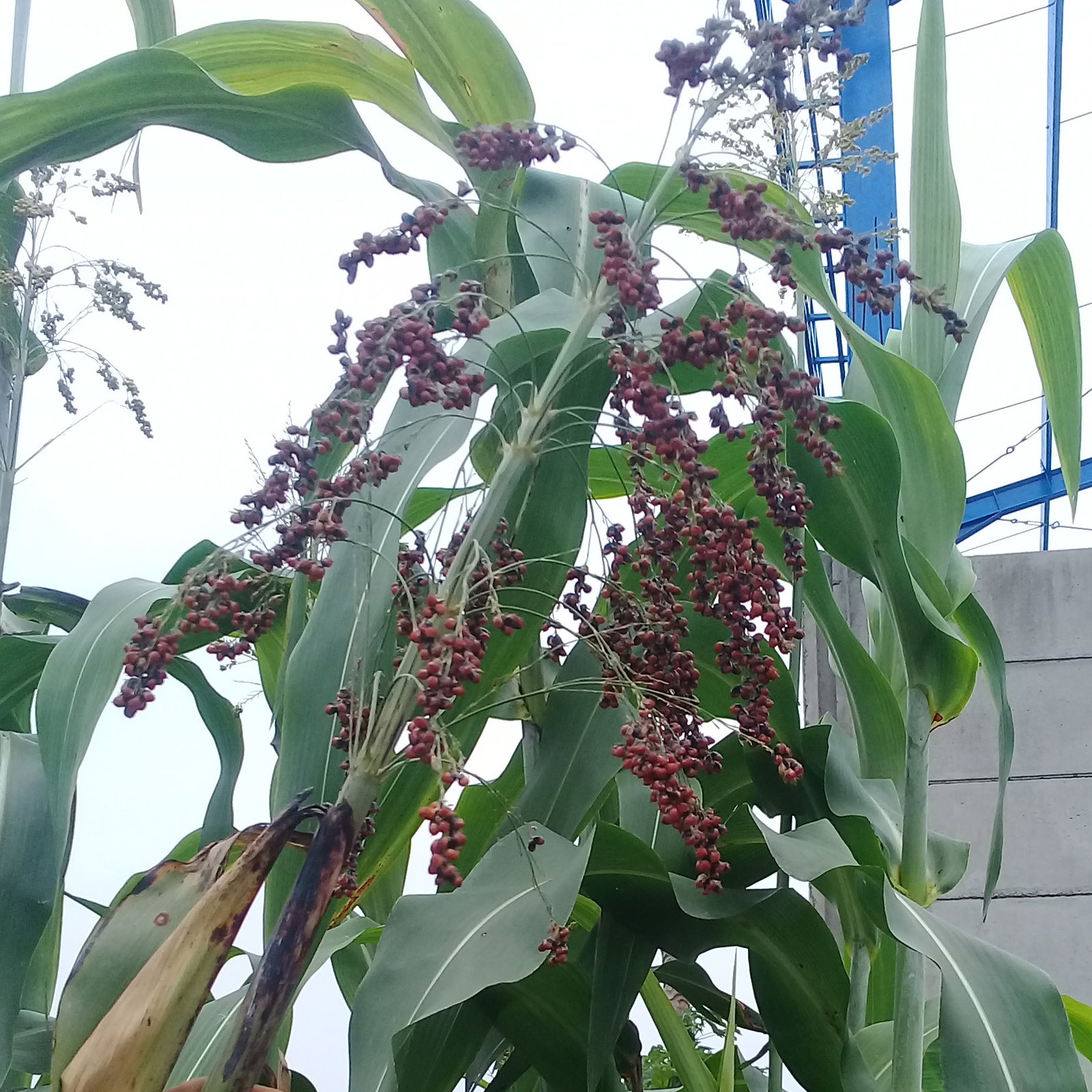 Sorghum Bicolor