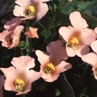 Alonsoa Pink Beauty