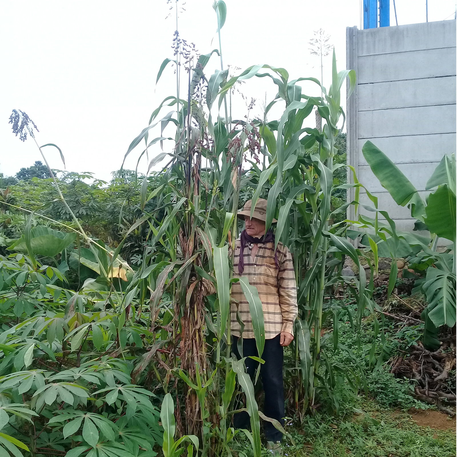 Sorghum Bicolor Peter