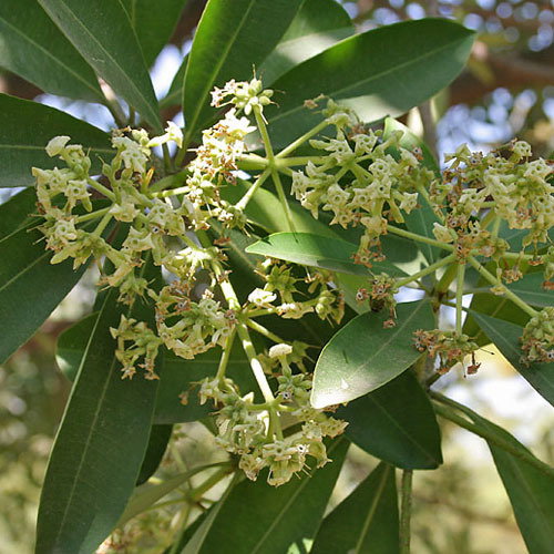 Alstonia Scholaris