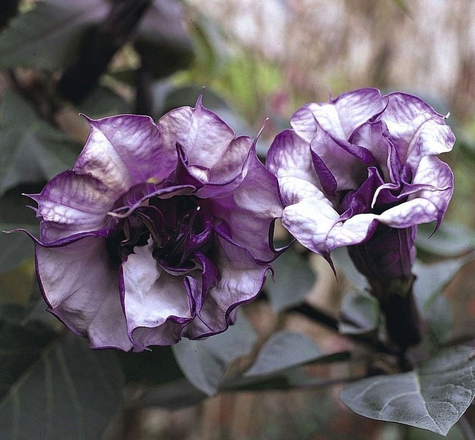 Datura Double Black