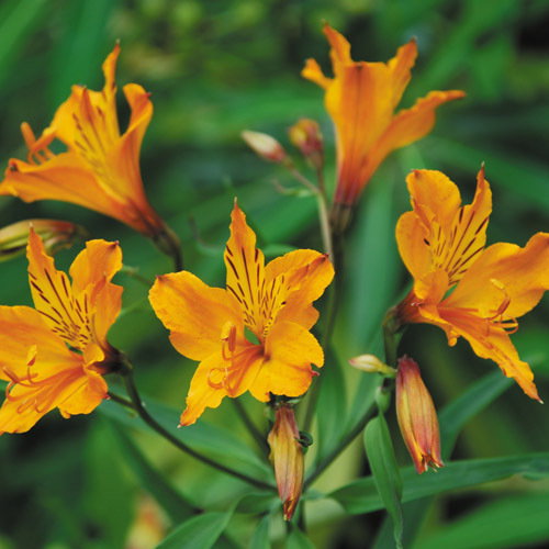Alstroemeria Aurantiaca Newest