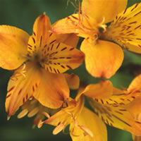 Alstroemeria Aurantiaca