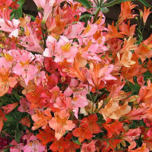 Alstroemeria Ligtu Hybrids