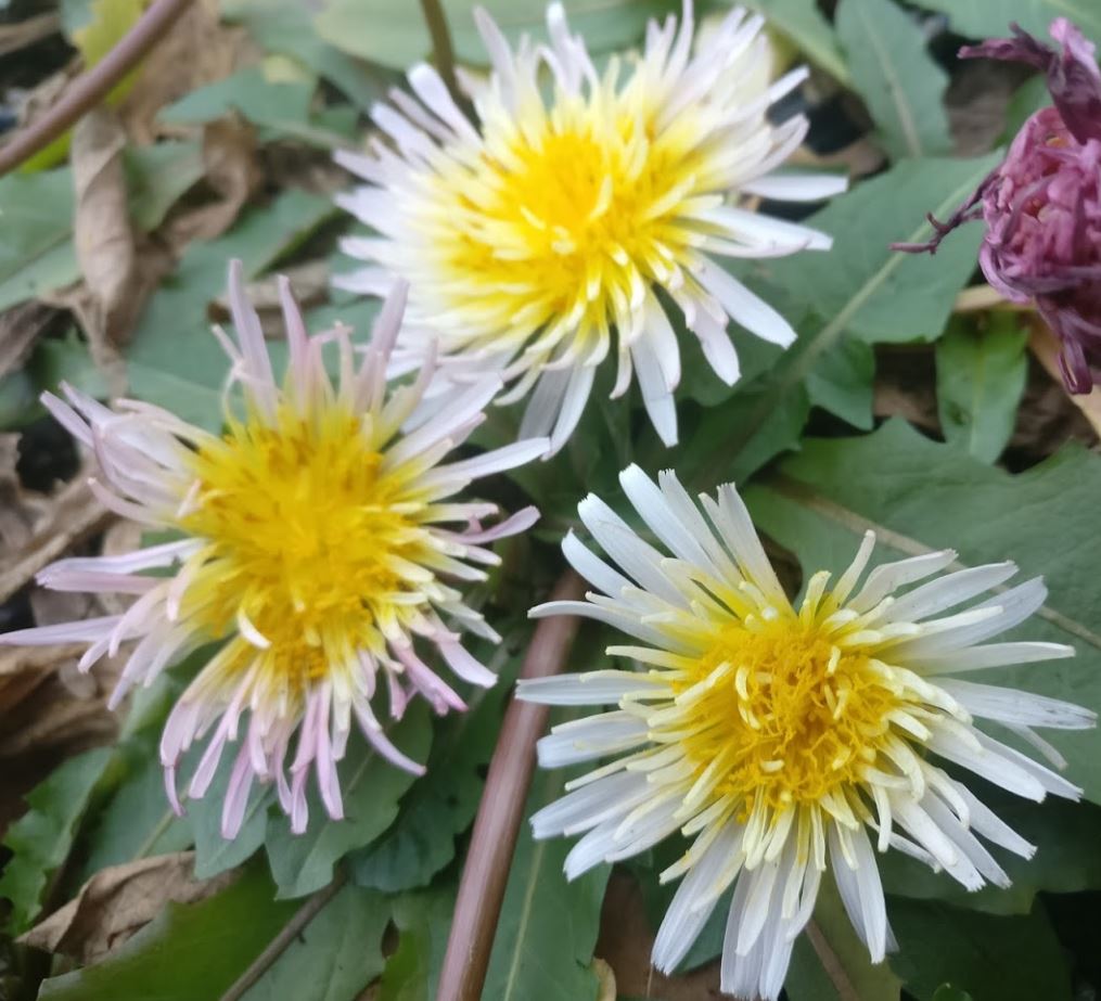 Taraxacum Leucanthemum