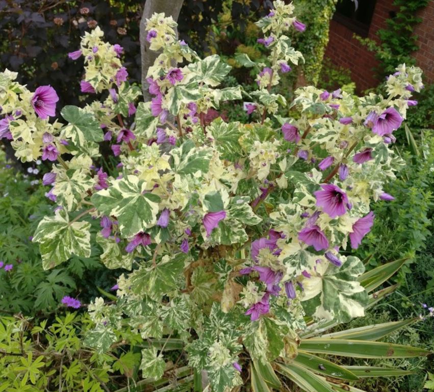Lavatera Arborea Variegata