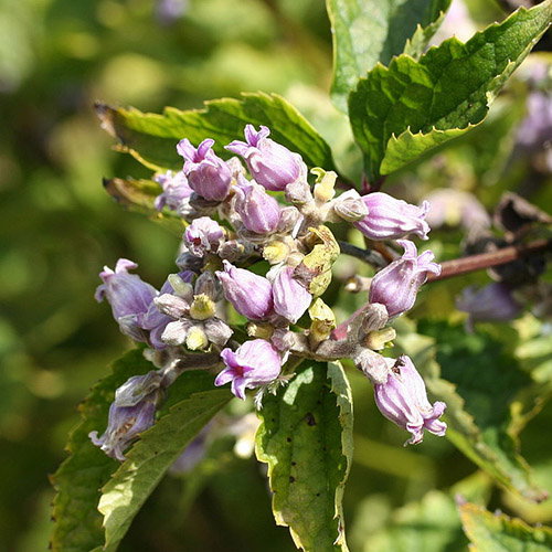Clematis Urticifolia