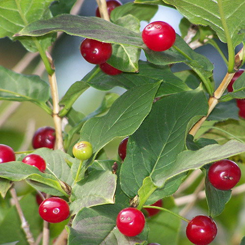 Lonicera Alpigena