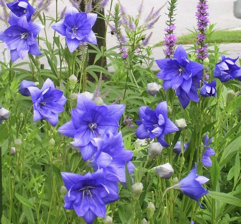 Platycodon Grandiflorus Hakone Blue