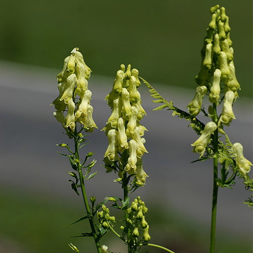 Aconitum Example