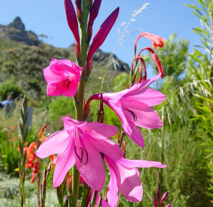 Watsonia Borbonica