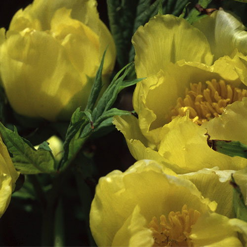 Paeonia Lutea Ssp Ludlowii
