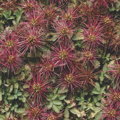 Acaena Caesglaucaps