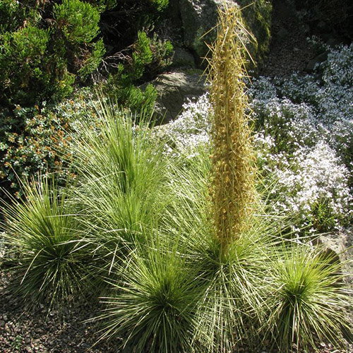 Aciphylla Sub Flabellata
