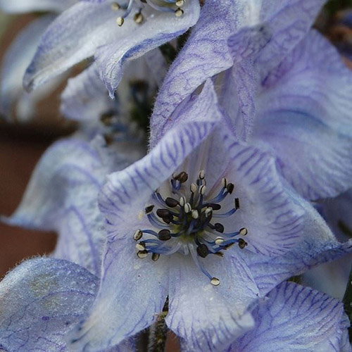 Aconitum Stainless Steel