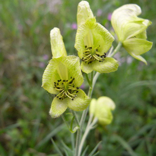 Aconitum Kirinense