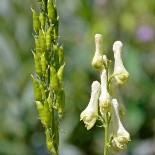 Aconitum Lamarckii