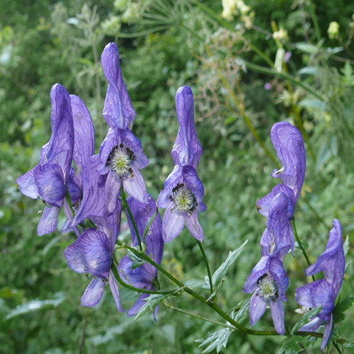 Aconitum Sachalinense