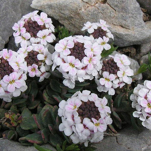 Aethionema Saxatile