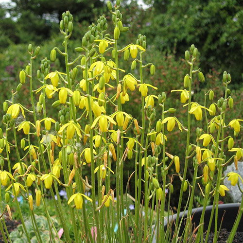 Albuca Rupestris
