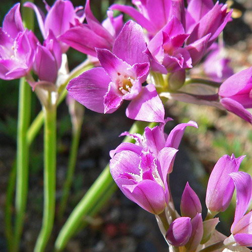 Allium Crispum