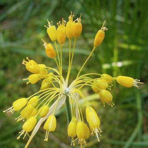 Allium Flavum Nanum