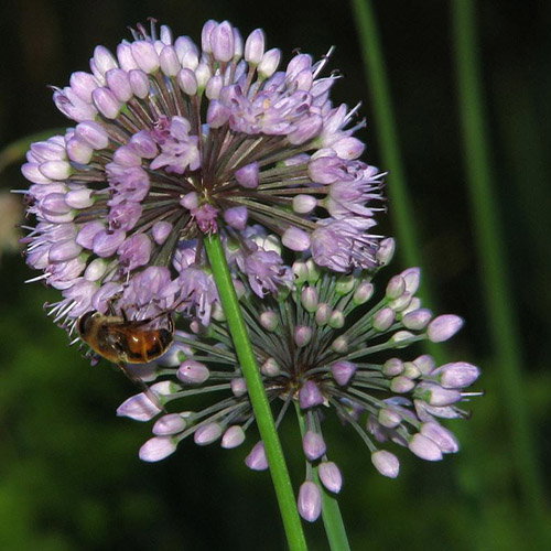Allium Winklerianum