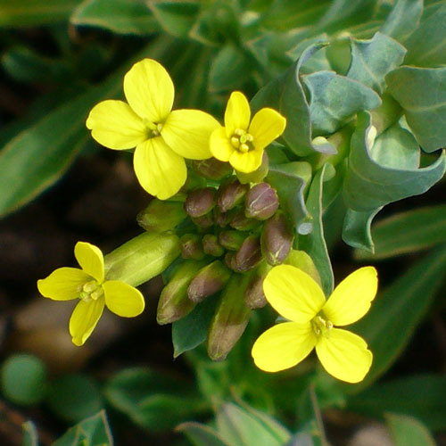 Alyssoides Utriculata