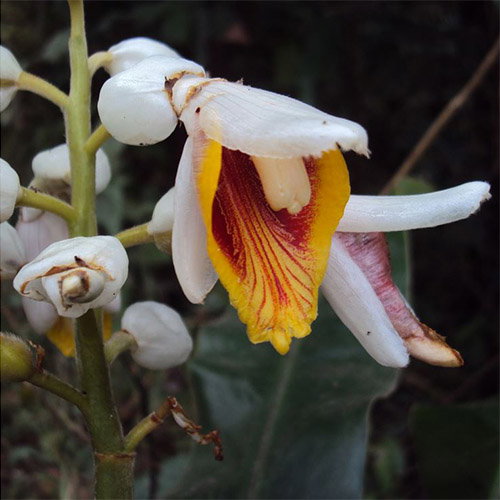 Alpinia Malaccensis