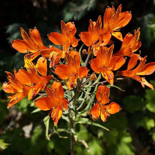 Alstroemeria Ligtu Simsii