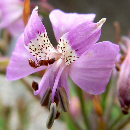 Alstroemeria Revoluta