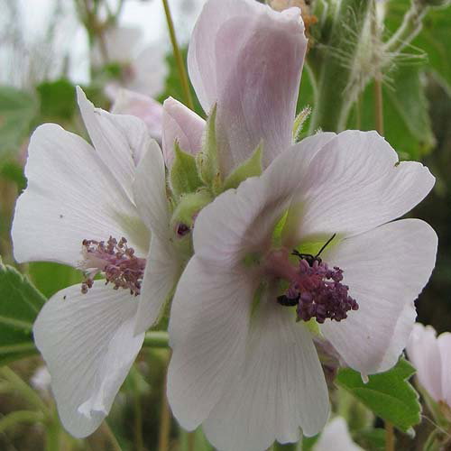 Althaea Officinalis