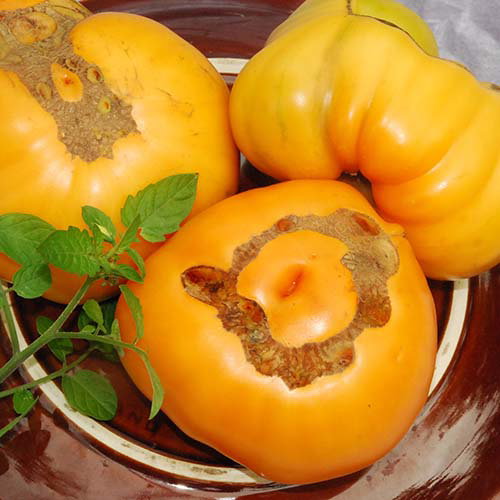 Amanaorange1